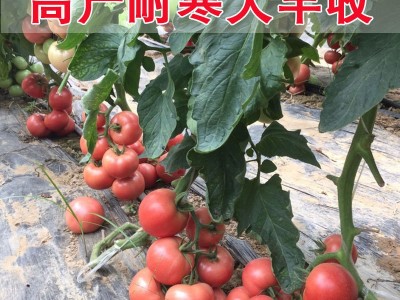 粉冠大番茄种子果蔬菜苗秧盆栽四季水果西红柿子种籽孑沙粒老品种图3