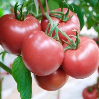 粉冠大番茄种子果蔬菜苗秧盆栽四季水果西红柿子种籽孑沙粒老品种