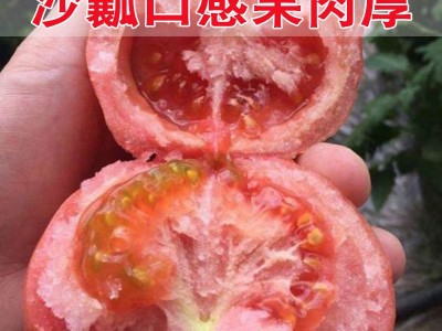 粉冠大番茄种子果蔬菜苗秧盆栽四季水果西红柿子种籽孑沙粒老品种图2