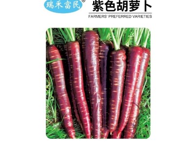 紫色胡萝卜种子紫胡萝卜九寸参红萝卜夏秋季蔬菜种子庭院新手仲裁图5