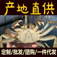 大闸蟹 六月黄 鲜活螃蟹 批发团购 礼盒包装 阳澄湖镇海鲜生鲜代