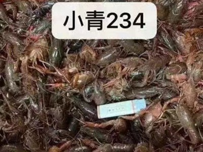 江苏兴化小龙虾鲜活特大清水虾青红壳现捞活物水产生鲜养殖批发图3