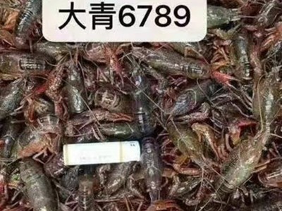 江苏兴化小龙虾鲜活特大清水虾青红壳现捞活物水产生鲜养殖批发图4