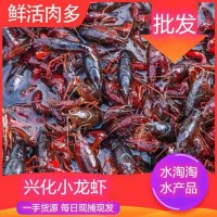 江苏兴化小龙虾鲜活特大清水虾青红壳现捞活物水产生鲜养殖批发