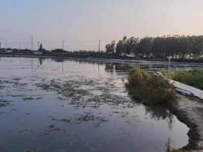 兴化红膏大闸蟹兴化大闸蟹4.5两全母蟹鲜活特大螃蟹河蟹礼盒批发图3