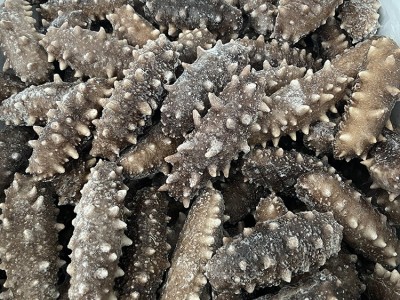 即食海参500g辽刺参即食海参鲜食海参开袋即食 海参源头厂家批发图3