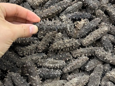 厂家现货批发水产福建冻干海参鲜活冷冻高质量非即食纯冻干海参图3