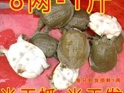 甲鱼7-9两外塘冷水小甲鱼苗中华鳖苗养殖卤味王八童子鳖水鱼批发图3