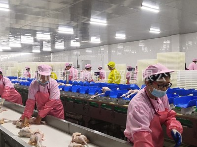H全自动鸡屠宰成套设备 自动杀鸡流水线设备 鸡屠宰脱毛设备图4