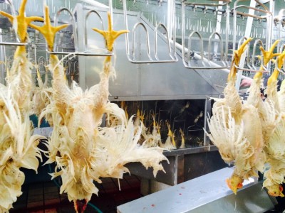 供应杀鸡烫毛脱毛机 宰鸡自动打毛机生产线设备 厂家直销图3
