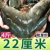 特大青岛大虾鲜活冷冻新鲜超大虾一箱生鲜海鲜批发青虾