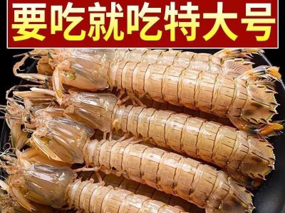 濑尿虾鲜活蒸熟速冻皮皮虾熟冻姑富贵虾特大爬子舟山懒海鲜水产图1