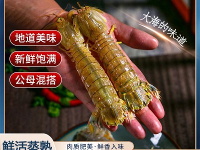 濑尿虾鲜活蒸熟速冻皮皮虾熟冻姑富贵虾特大爬子舟山懒海鲜水产图3