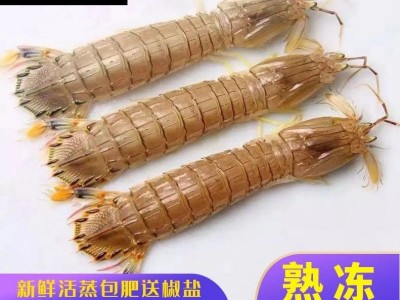 濑尿虾鲜活蒸熟速冻皮皮虾熟冻姑富贵虾特大爬子舟山懒海鲜水产图2