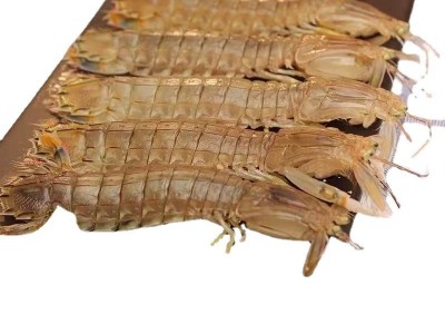 濑尿虾鲜活蒸熟速冻皮皮虾熟冻姑富贵虾特大爬子舟山懒海鲜水产图5