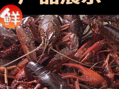 小龙虾批发活的包邮江苏清水养殖稻田清水养殖中青十三香麻辣蒜蓉图2