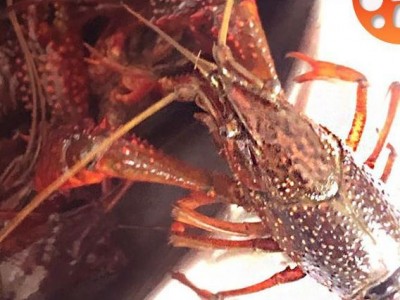 小龙虾批发活的包邮江苏清水养殖稻田清水养殖中青十三香麻辣蒜蓉图3