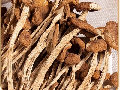 茶树菇不开伞干货树菇炖汤爆炒菌菇福建古田茶树菇家用袋装茶树菇图5