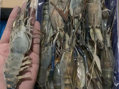 正宗海南哈密瓜新鲜水果当季热带水果精品晓密网纹瓜脆甜多汁图3