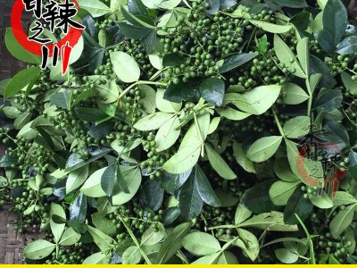 350g九叶青保鲜花椒 新鲜藤椒 江津青花椒 香料调料图2