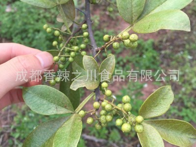 350g九叶青保鲜花椒 新鲜藤椒 江津青花椒 香料调料图3