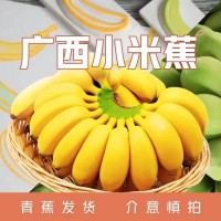 广西小米蕉迷你小香蕉应季水果现采现发产地直供1斤3斤5斤9斤装