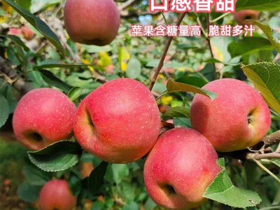 七彩之云当季云南昭通苹果丑苹果冰糖心现摘现发新鲜脆甜一件代发图2