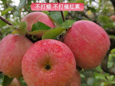 七彩之云当季云南昭通苹果丑苹果冰糖心现摘现发新鲜脆甜一件代发图4