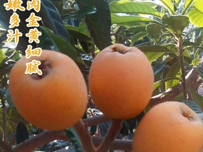 云南永善大兴枇杷新鲜当季水果现摘果孕妇甜琵琶整箱批发鲜果包邮图3