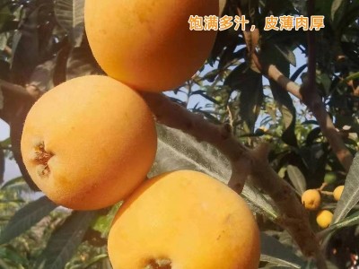 云南永善大兴枇杷新鲜当季水果现摘果孕妇甜琵琶整箱批发鲜果包邮图2