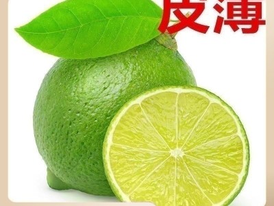 青柠檬当季新鲜水果泰国引种独立包装无籽青柠奶茶店直供一 件代发图1