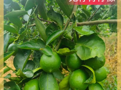 青柠檬当季新鲜水果泰国引种独立包装无籽青柠奶茶店直供一 件代发图2