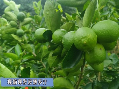 青柠檬当季新鲜水果泰国引种独立包装无籽青柠奶茶店直供一 件代发图3