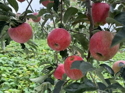 云南昭通现摘应季红露苹果新鲜脆甜整箱高原冰糖心丑苹果批发零售图2