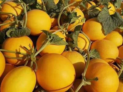 哈密瓜【脆甜】甘肃民勤黄金蜜新鲜应季水果红肉甜瓜香瓜整箱批发图3