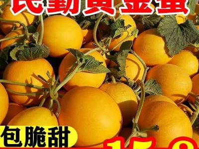 哈密瓜【脆甜】甘肃民勤黄金蜜新鲜应季水果红肉甜瓜香瓜整箱批发图2