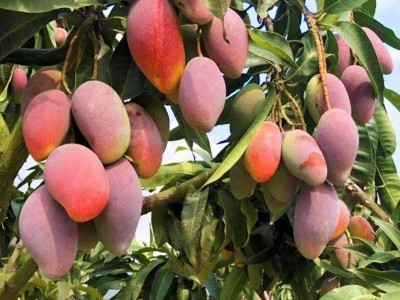 贵妃芒海南三亚贵妃芒果水果新鲜包邮当季//斤装整箱批发图4