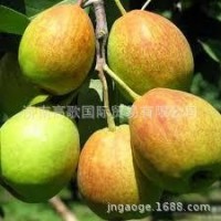 厂家常年供应新梨7号 pear 欢迎大量选购 价格美丽