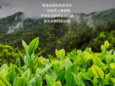 碧螺春绿茶2023新茶叶正宗明前散装一级碧螺春嫩芽茶散装春茶500g图2