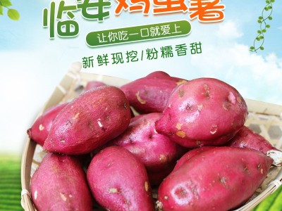 临安天目山小香薯新鲜现挖农家小红薯板栗番薯山芋迷你地瓜鸡蛋薯图4