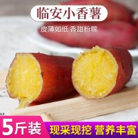 临安天目山小香薯5斤红薯新鲜农家蜜薯紫薯地瓜板栗山芋番薯