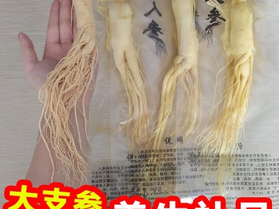 【保鲜人参】长白山人参 厂家直销 东北特产 新鲜人参 泡酒参批发图3