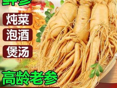 【保鲜人参】长白山人参 厂家直销 东北特产 新鲜人参 泡酒参批发图1