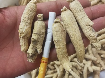 西洋参条东北长白山整枝花旗参个 一手货源实体店铺各种规格齐全图2