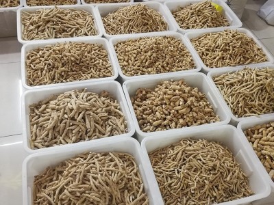 西洋参条东北长白山整枝花旗参个 一手货源实体店铺各种规格齐全图4