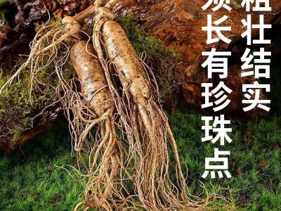 新鲜人参 长白山人参带土鲜参 2023年新货 现挖现卖 厂家批发图3