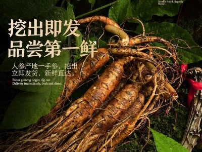 新鲜人参 长白山人参带土鲜参 2023年新货 现挖现卖 厂家批发图2