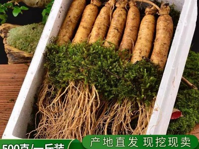 新鲜人参 长白山人参带土鲜参 2023年新货 现挖现卖 厂家批发图1