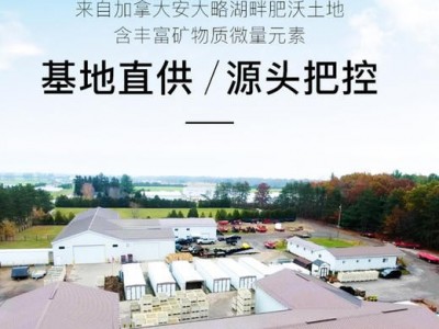 进口加拿大足龄西洋参神象原支50克长支装参香浓郁回甘非东北图3
