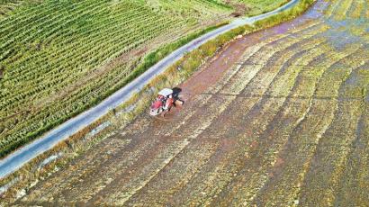　　8月21日，井研县千佛镇瓦子坝村的高标准农田里，农民驾驶农机翻耕刚刚收割完水稻的农田，准备种植药材。 杨飞 摄（C视觉）